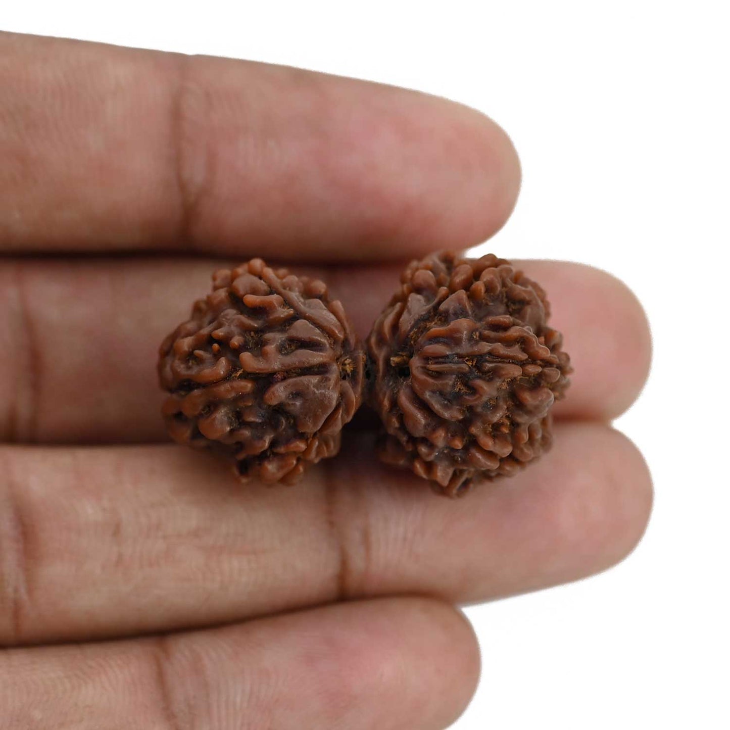 Natural 8 Mukhi (Eight Mukhi) Gauri Shankar Rudraksha (Nepal) GJSPC Certified 33.15 M.M.
