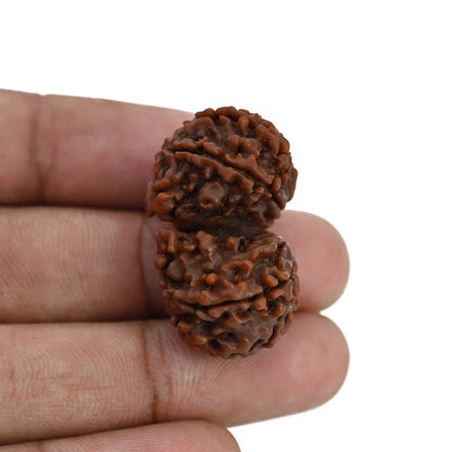 Natural 8 Mukhi (Eight Mukhi) Gauri Shankar Rudraksha (Nepal) GJSPC Certified 33.15 M.M.