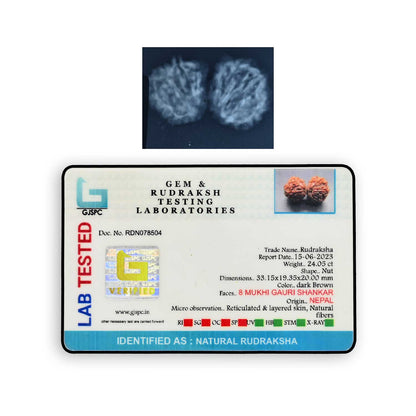 Natural 8 Mukhi (Eight Mukhi) Gauri Shankar Rudraksha (Nepal) GJSPC Certified 33.15 M.M.