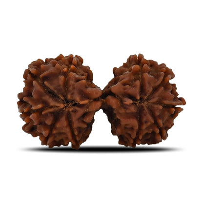 Natural 9 Mukhi (Nine Mukhi) Gauri Shankar Rudraksha (Nepal) GJSPC Certified 31.97 M.M.