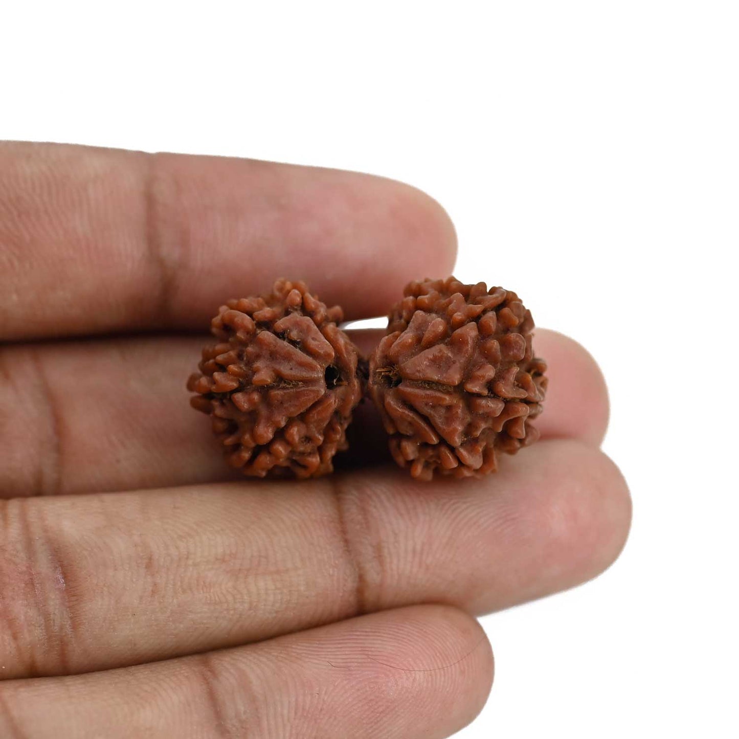 Natural 9 Mukhi (Nine Mukhi) Gauri Shankar Rudraksha (Nepal) GJSPC Certified 31.97 M.M.