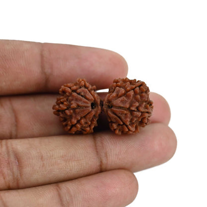 Natural 9 Mukhi (Nine Mukhi) Gauri Shankar Rudraksha (Nepal) GJSPC Certified 31.97 M.M.