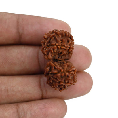 Natural 9 Mukhi (Nine Mukhi) Gauri Shankar Rudraksha (Nepal) GJSPC Certified 31.97 M.M.