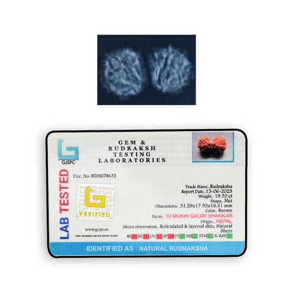 Natural 9 Mukhi (Nine Mukhi) Gauri Shankar Rudraksha (Nepal) GJSPC Certified 31.97 M.M.