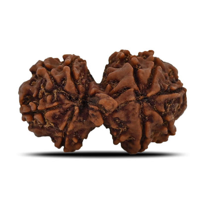 Natural 9 Mukhi (Nine Mukhi) Gauri Shankar Rudraksha (Nepal) GJSPC Certified 31.1 M.M.