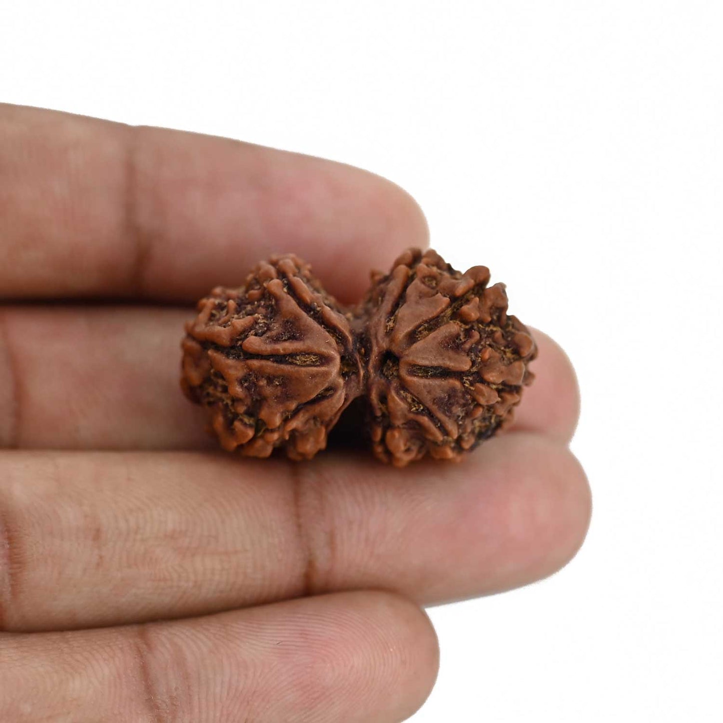 Natural 9 Mukhi (Nine Mukhi) Gauri Shankar Rudraksha (Nepal) GJSPC Certified 31.1 M.M.