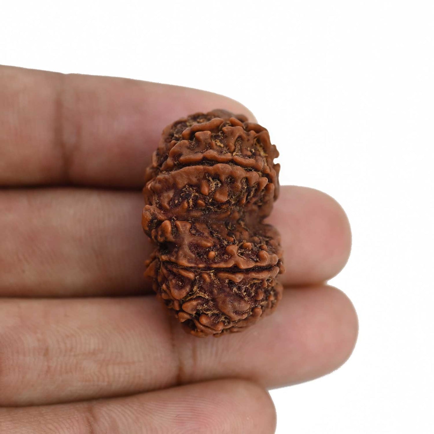 Natural 9 Mukhi (Nine Mukhi) Gauri Shankar Rudraksha (Nepal) GJSPC Certified 31.1 M.M.