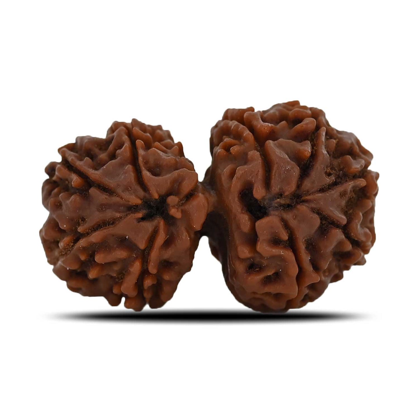 Natural 10 Mukhi (Ten Mukhi) Gauri Shankar Rudraksha (Nepal) GJSPC Certified 31.47 M.M.