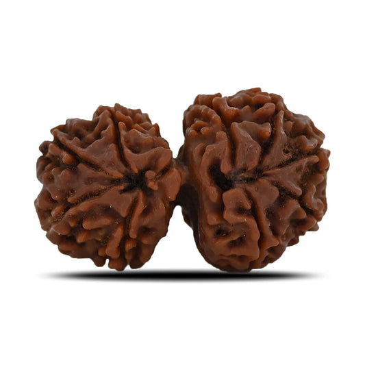 Natural 10 Mukhi (Ten Mukhi) Gauri Shankar Rudraksha (Nepal) GJSPC Certified 31.47 M.M.