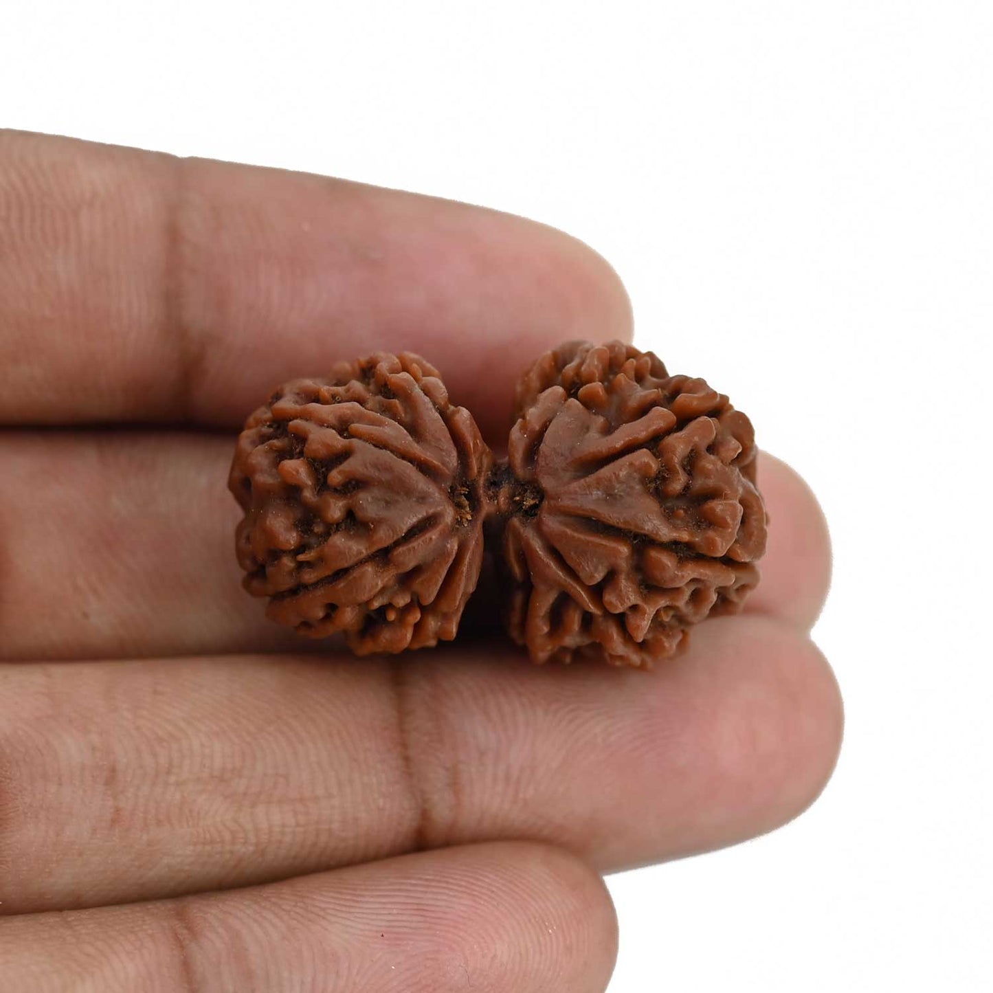 Natural 10 Mukhi (Ten Mukhi) Gauri Shankar Rudraksha (Nepal) GJSPC Certified 31.47 M.M.