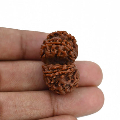 Natural 10 Mukhi (Ten Mukhi) Gauri Shankar Rudraksha (Nepal) GJSPC Certified 31.47 M.M.