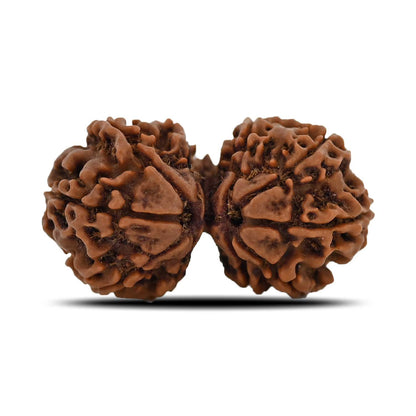 Natural 11 Mukhi (Elevan Mukhi) Gauri Shankar Rudraksha (Nepal) GJSPC Certified 31.25 M.M.
