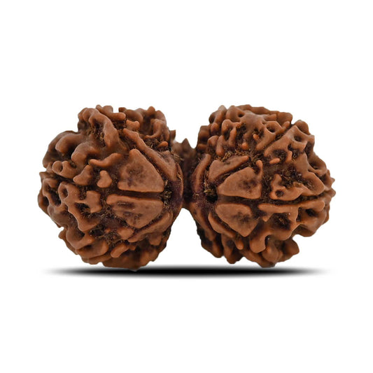 Natural 11 Mukhi (Elevan Mukhi) Gauri Shankar Rudraksha (Nepal) GJSPC Certified 31.25 M.M.