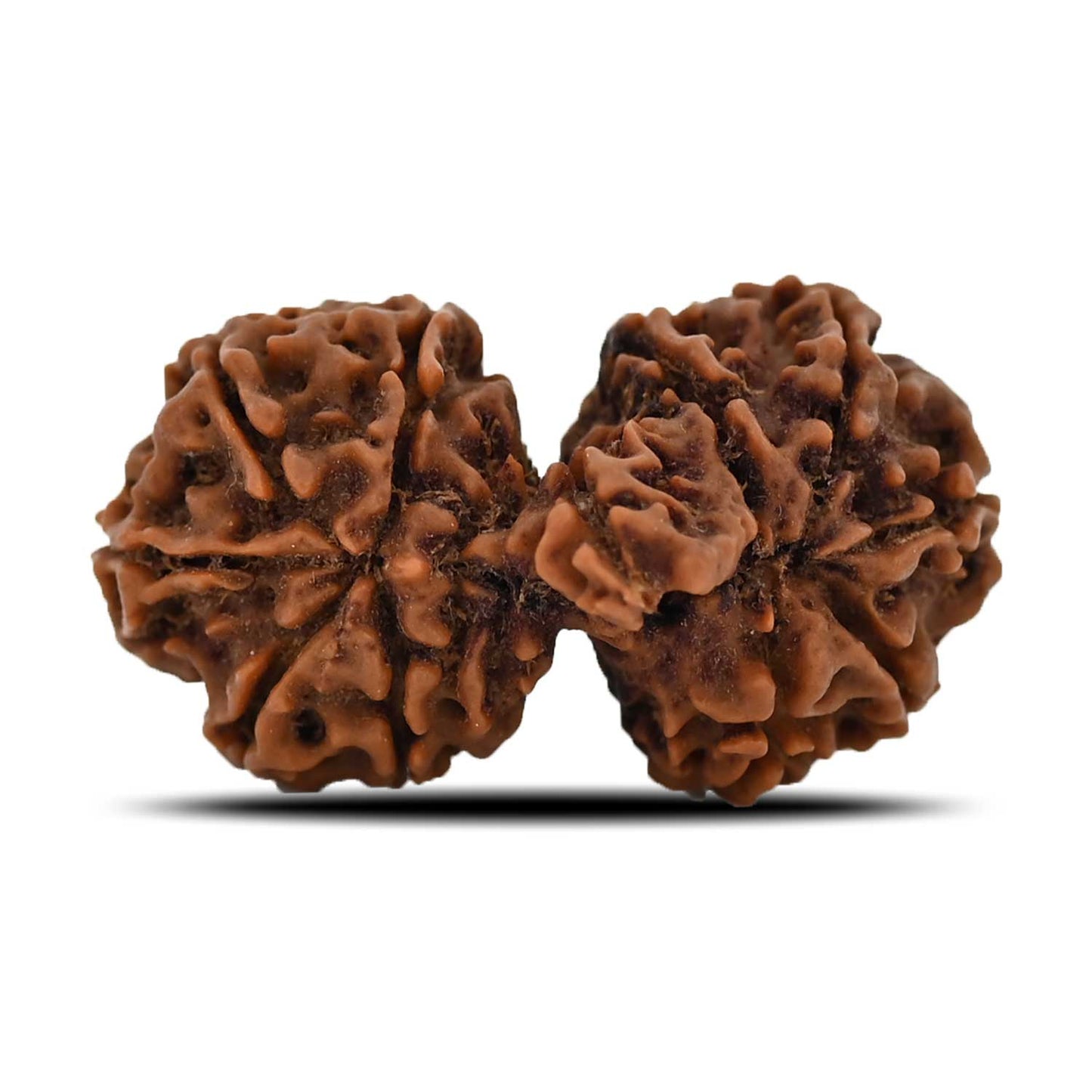 Natural 11 Mukhi (Elevan Mukhi) Gauri Shankar Rudraksha (Nepal) GJSPC Certified 31.25 M.M.