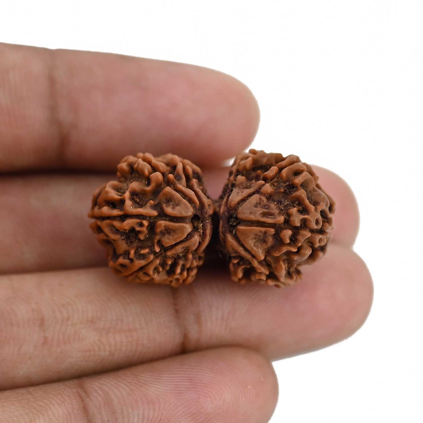 Natural 11 Mukhi (Elevan Mukhi) Gauri Shankar Rudraksha (Nepal) GJSPC Certified 31.25 M.M.