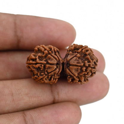 Natural 11 Mukhi (Elevan Mukhi) Gauri Shankar Rudraksha (Nepal) GJSPC Certified 31.25 M.M.