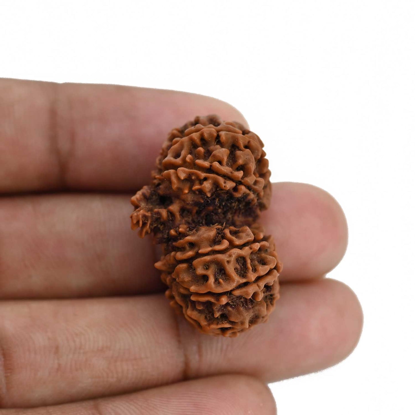 Natural 11 Mukhi (Elevan Mukhi) Gauri Shankar Rudraksha (Nepal) GJSPC Certified 31.25 M.M.