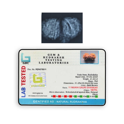 Natural 11 Mukhi (Elevan Mukhi) Gauri Shankar Rudraksha (Nepal) GJSPC Certified 31.25 M.M.