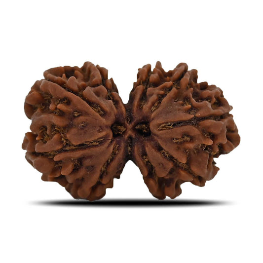Natural 9 Mukhi (Nine Mukhi) Gauri Shankar Rudraksha (Nepal) GJSPC Certified 31.42 M.M.