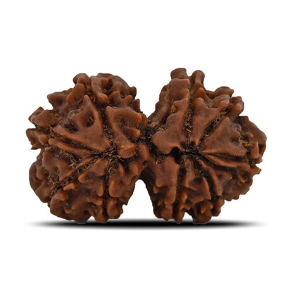Natural 9 Mukhi (Nine Mukhi) Gauri Shankar Rudraksha (Nepal) GJSPC Certified 31.42 M.M.