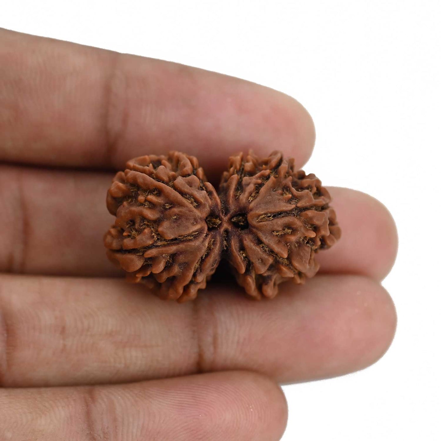 Natural 9 Mukhi (Nine Mukhi) Gauri Shankar Rudraksha (Nepal) GJSPC Certified 31.42 M.M.