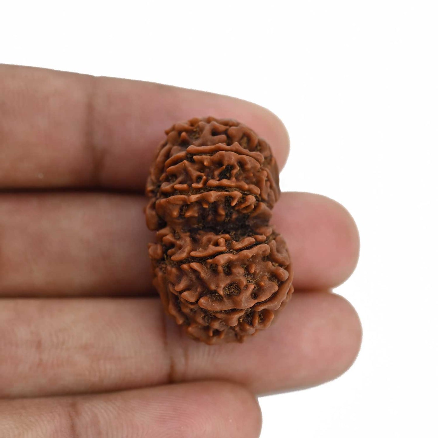 Natural 9 Mukhi (Nine Mukhi) Gauri Shankar Rudraksha (Nepal) GJSPC Certified 31.42 M.M.