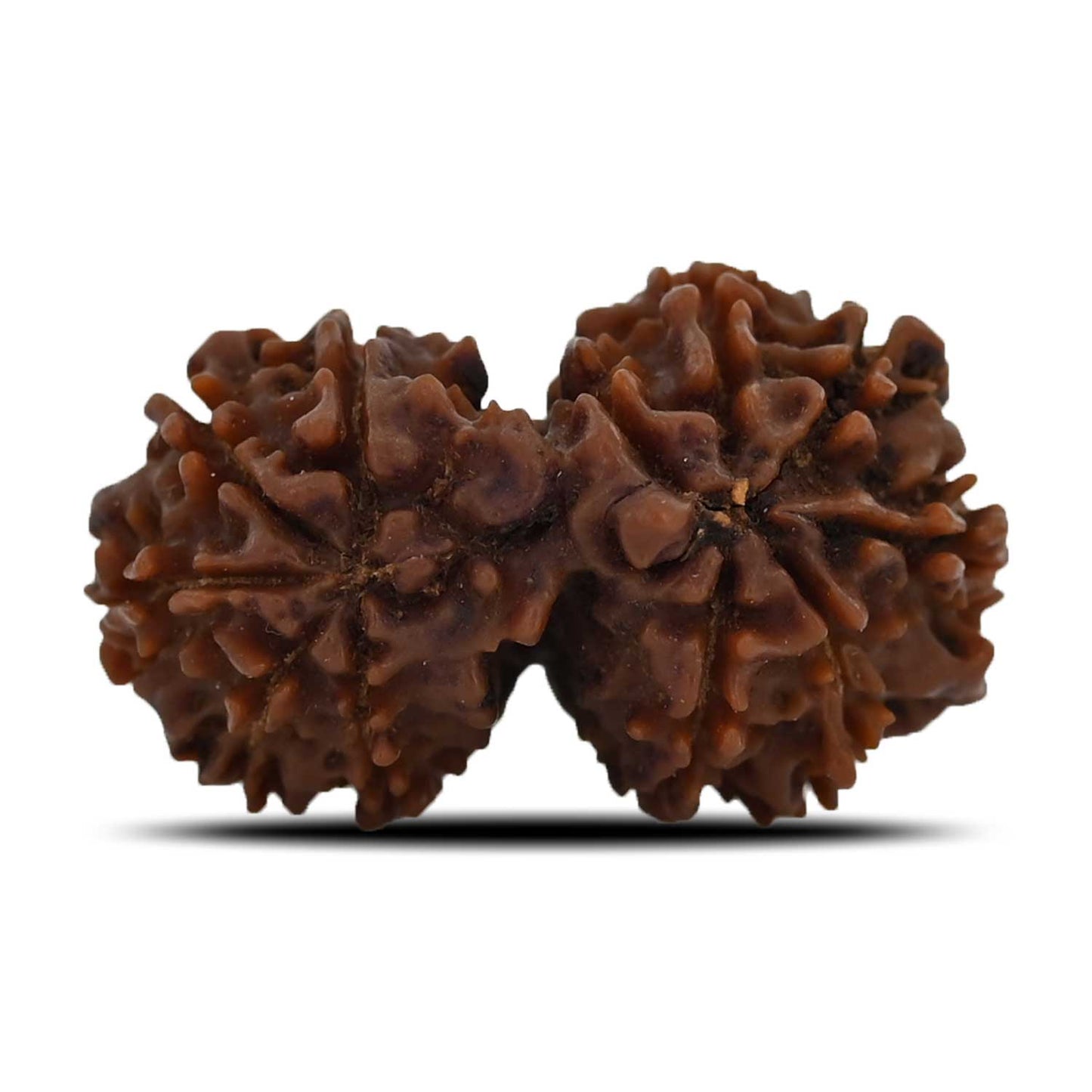 Natural 11 Mukhi (Elevan Mukhi) Gauri Shankar Rudraksha (Nepal) GJSPC Certified 29.07 M.M.