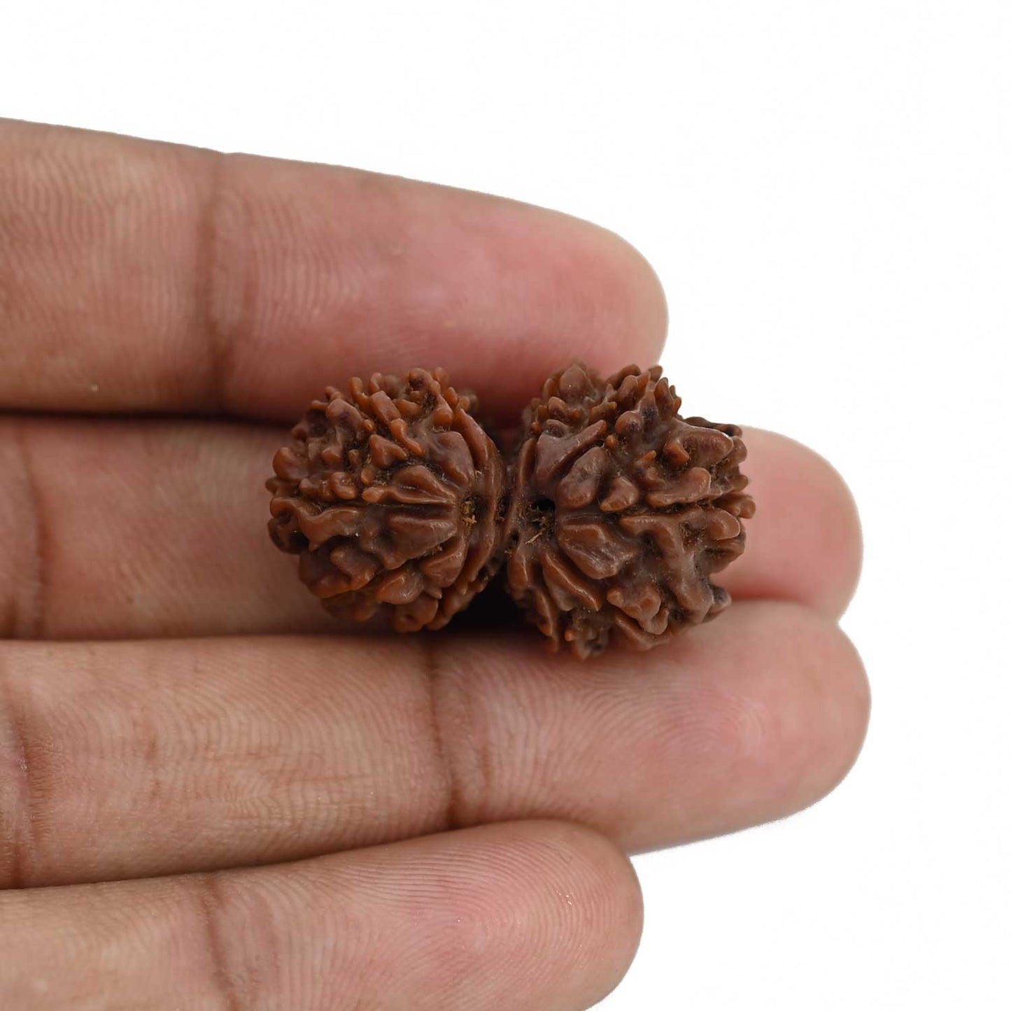 Natural 11 Mukhi (Elevan Mukhi) Gauri Shankar Rudraksha (Nepal) GJSPC Certified 29.07 M.M.