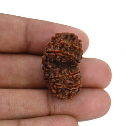 Natural 11 Mukhi (Elevan Mukhi) Gauri Shankar Rudraksha (Nepal) GJSPC Certified 29.07 M.M.