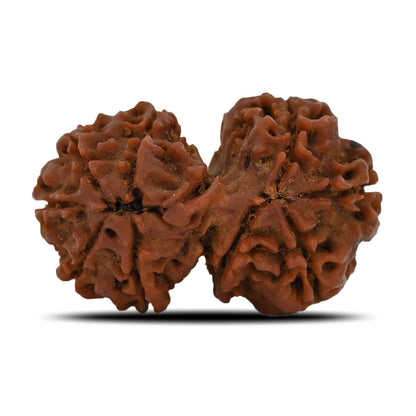 Natural 10 Mukhi (Ten Mukhi) Gauri Shankar Rudraksha (Nepal) GJSPC Certified 30.83 M.M.