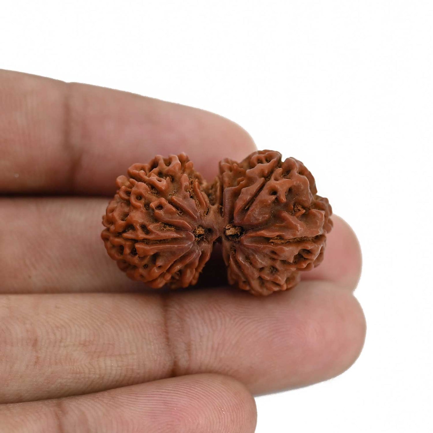 Natural 10 Mukhi (Ten Mukhi) Gauri Shankar Rudraksha (Nepal) GJSPC Certified 30.83 M.M.
