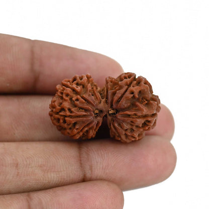 Natural 10 Mukhi (Ten Mukhi) Gauri Shankar Rudraksha (Nepal) GJSPC Certified 30.83 M.M.