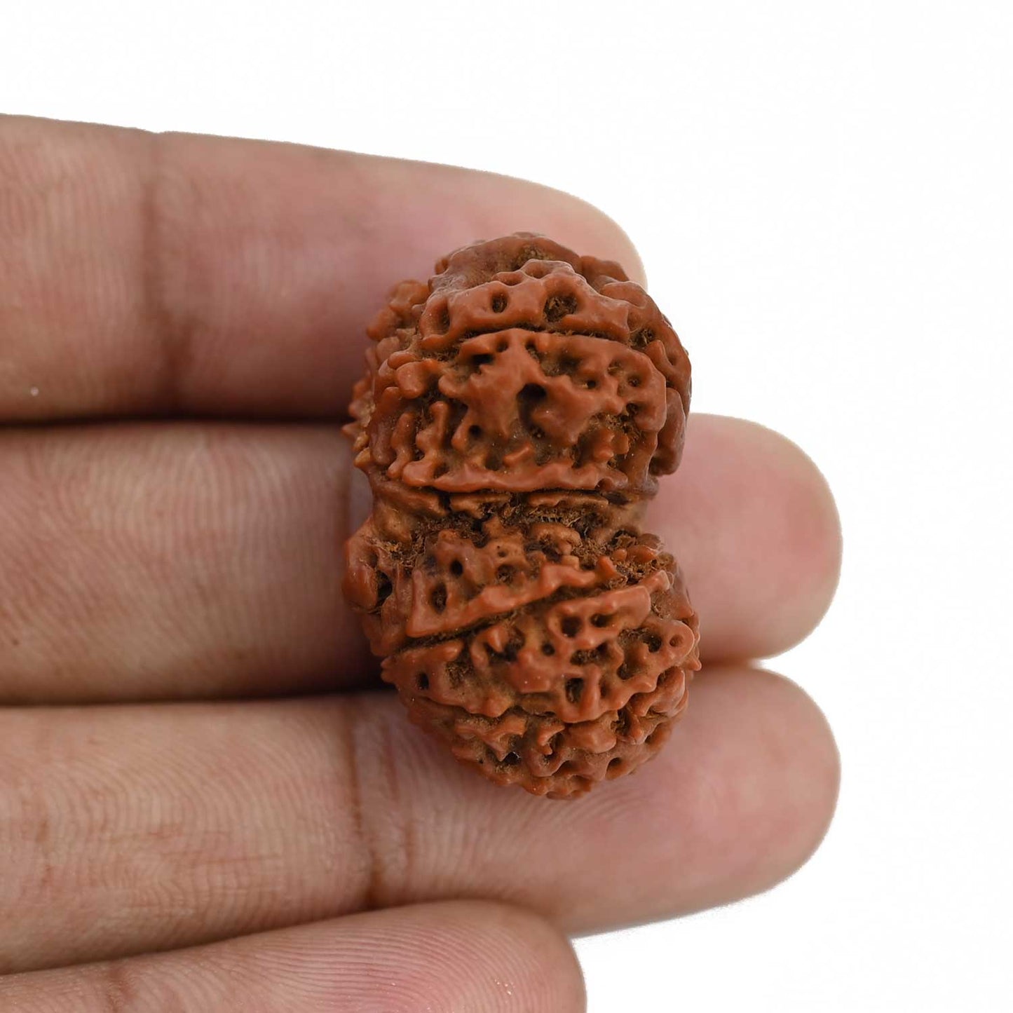 Natural 10 Mukhi (Ten Mukhi) Gauri Shankar Rudraksha (Nepal) GJSPC Certified 30.83 M.M.