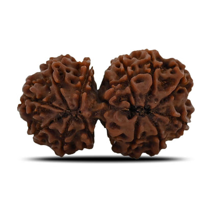 Natural 12 Mukhi (Twelve Mukhi) Gauri Shankar Rudraksha (Nepal) GJSPC Certified 30.82 M.M.