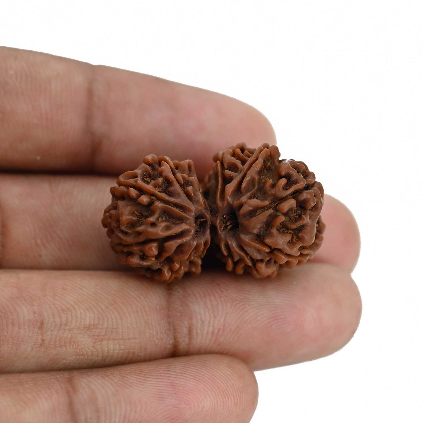 Natural 12 Mukhi (Twelve Mukhi) Gauri Shankar Rudraksha (Nepal) GJSPC Certified 30.82 M.M.