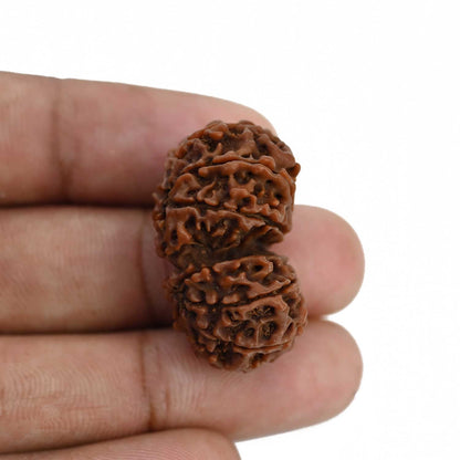 Natural 12 Mukhi (Twelve Mukhi) Gauri Shankar Rudraksha (Nepal) GJSPC Certified 30.82 M.M.