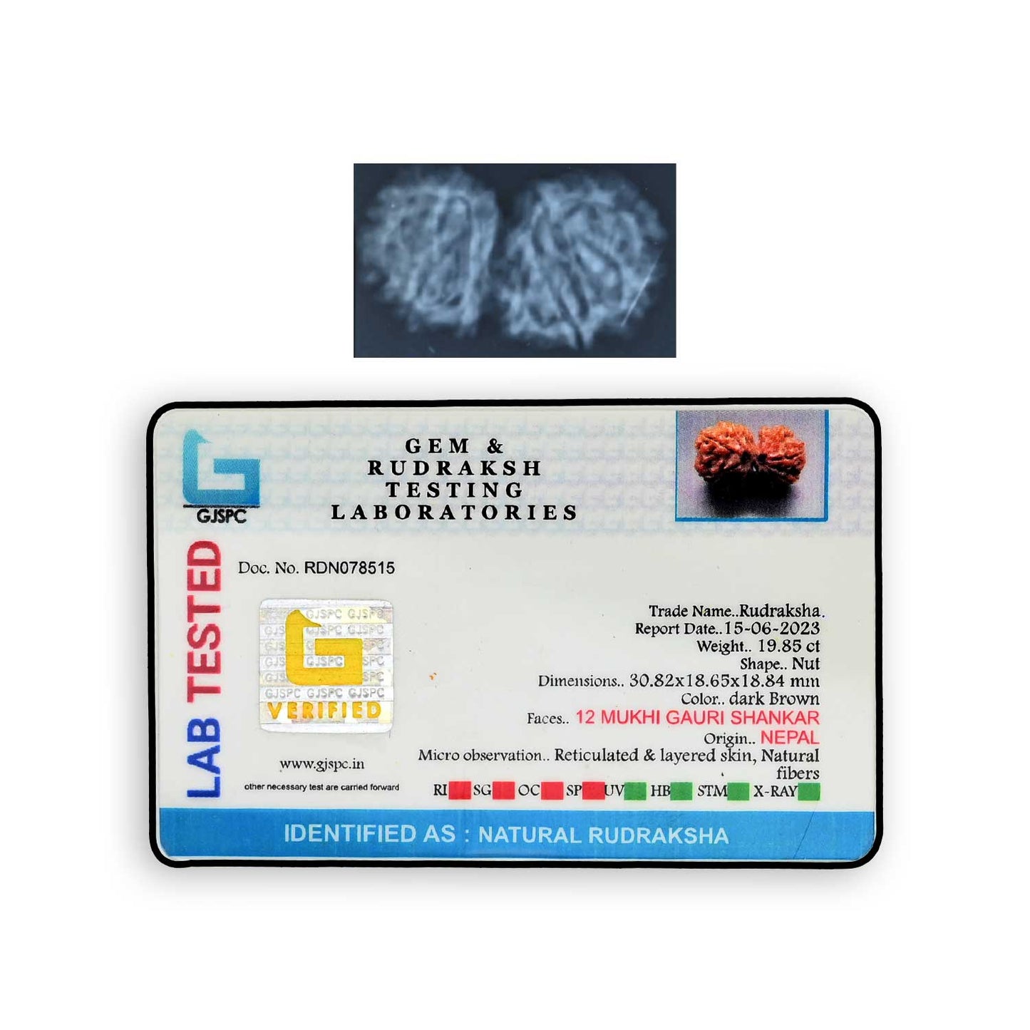Natural 12 Mukhi (Twelve Mukhi) Gauri Shankar Rudraksha (Nepal) GJSPC Certified 30.82 M.M.
