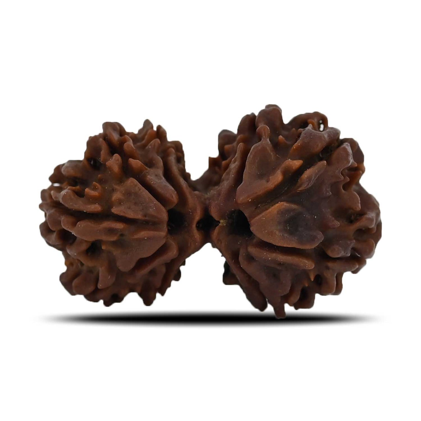 Natural 9 Mukhi (Nine Mukhi) Gauri Shankar Rudraksha (Nepal) GJSPC Certified 29.74 M.M.