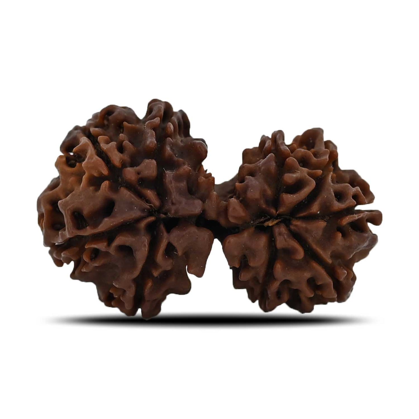 Natural 9 Mukhi (Nine Mukhi) Gauri Shankar Rudraksha (Nepal) GJSPC Certified 29.74 M.M.