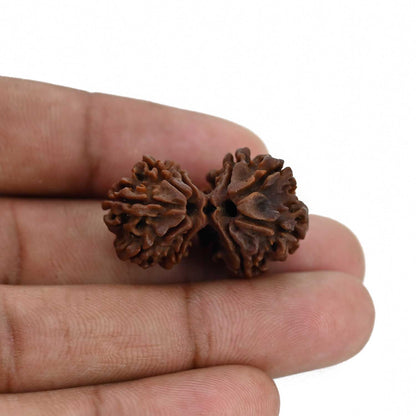 Natural 9 Mukhi (Nine Mukhi) Gauri Shankar Rudraksha (Nepal) GJSPC Certified 29.74 M.M.