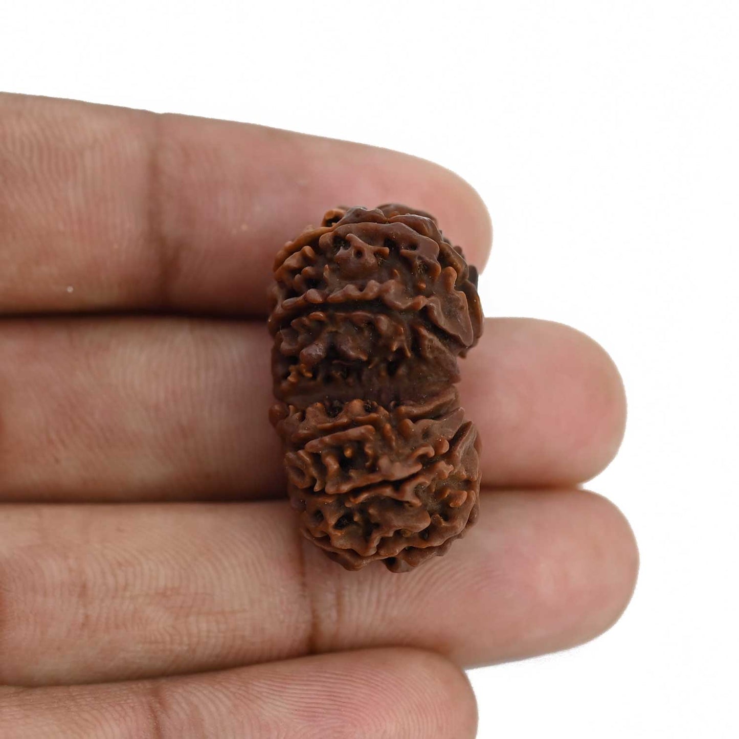 Natural 9 Mukhi (Nine Mukhi) Gauri Shankar Rudraksha (Nepal) GJSPC Certified 29.74 M.M.