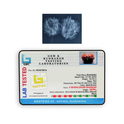 Natural 9 Mukhi (Nine Mukhi) Gauri Shankar Rudraksha (Nepal) GJSPC Certified 29.74 M.M.