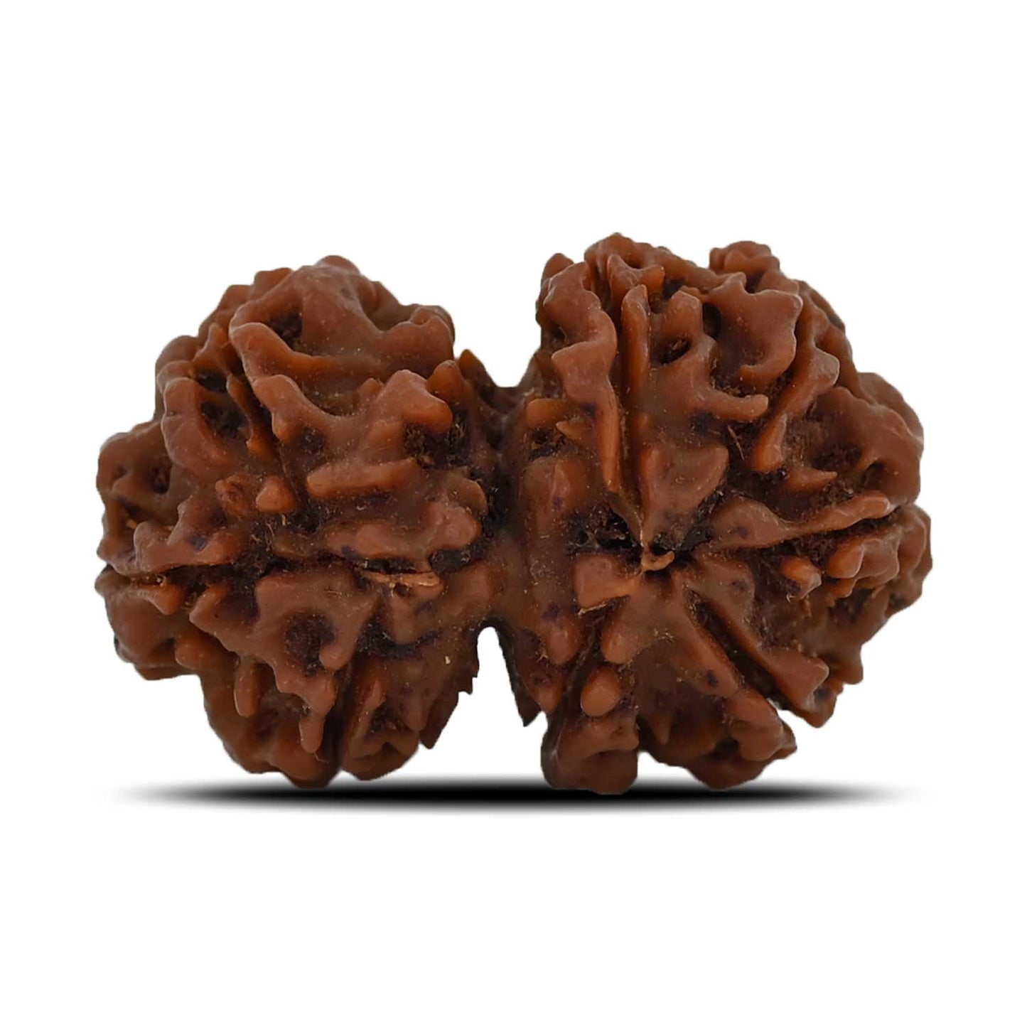 Natural 8 Mukhi (Eight Mukhi) Gauri Shankar Rudraksha (Nepal) GJSPC Certified 31.14 M.M.