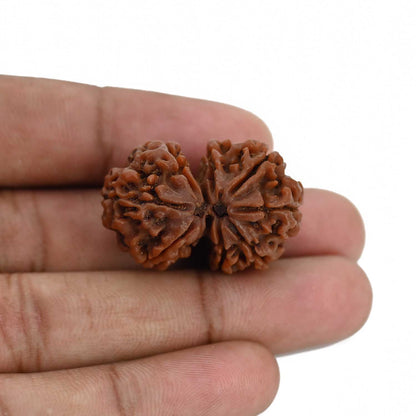Natural 8 Mukhi (Eight Mukhi) Gauri Shankar Rudraksha (Nepal) GJSPC Certified 31.14 M.M.