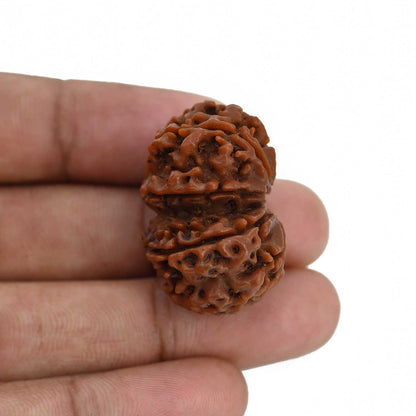 Natural 8 Mukhi (Eight Mukhi) Gauri Shankar Rudraksha (Nepal) GJSPC Certified 31.14 M.M.