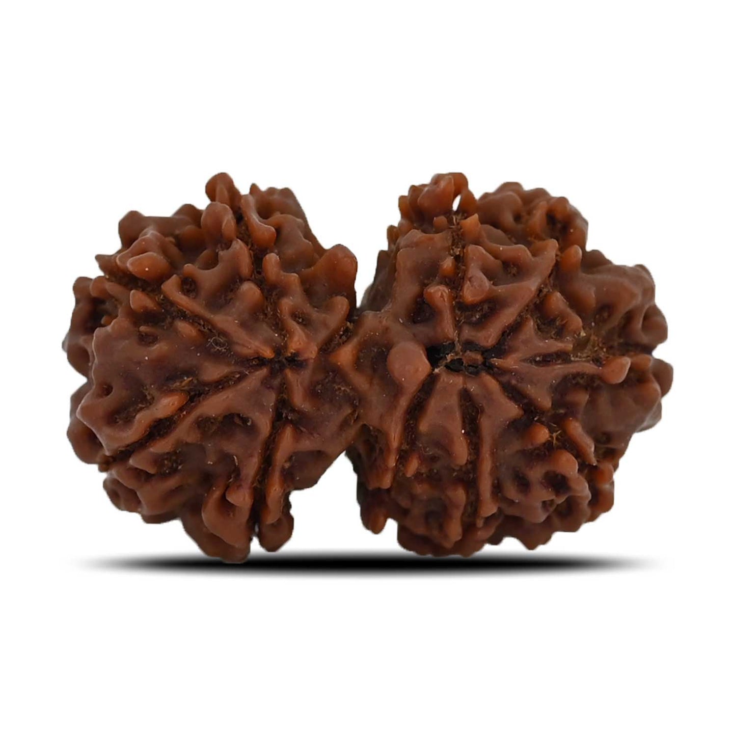 Natural 11 Mukhi (Elevan Mukhi) Gauri Shankar Rudraksha (Nepal) GJSPC Certified 30.33 M.M.