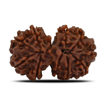 Natural 11 Mukhi (Elevan Mukhi) Gauri Shankar Rudraksha (Nepal) GJSPC Certified 30.33 M.M.