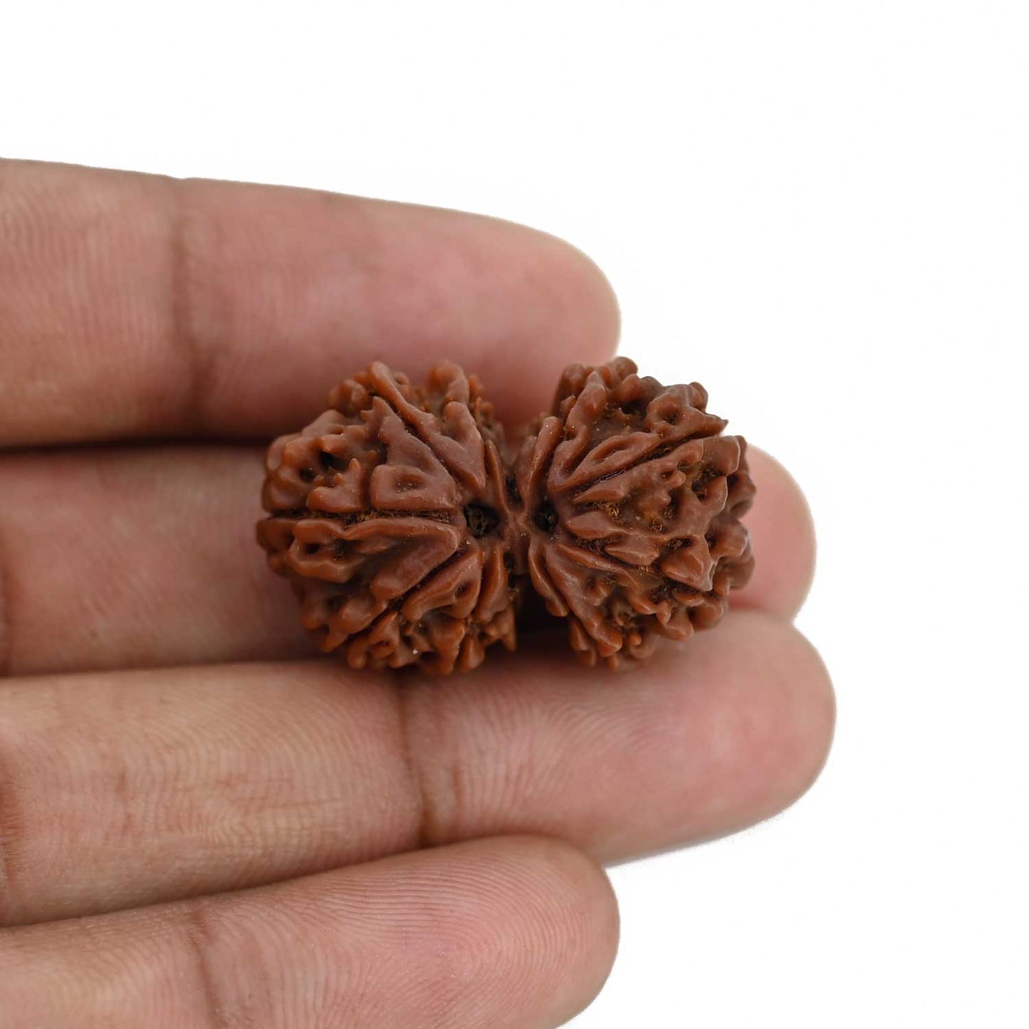 Natural 11 Mukhi (Elevan Mukhi) Gauri Shankar Rudraksha (Nepal) GJSPC Certified 30.33 M.M.