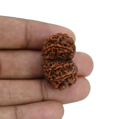 Natural 11 Mukhi (Elevan Mukhi) Gauri Shankar Rudraksha (Nepal) GJSPC Certified 30.33 M.M.