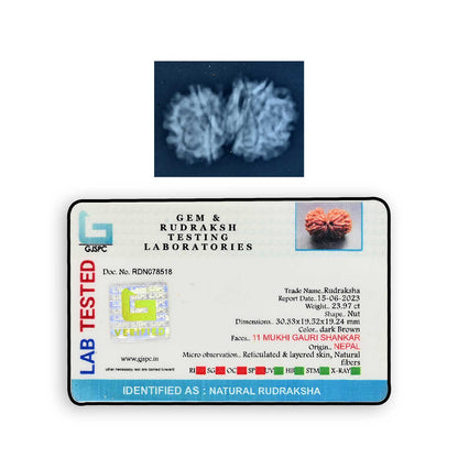 Natural 11 Mukhi (Elevan Mukhi) Gauri Shankar Rudraksha (Nepal) GJSPC Certified 30.33 M.M.